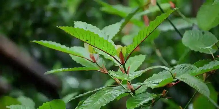 Brat Green Made It On The Billboards, And That Is Where Premium EXP Kratom Belong